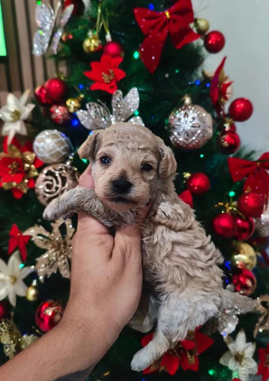 Filhote de poodle disponível fêmea e macho - Foto 2