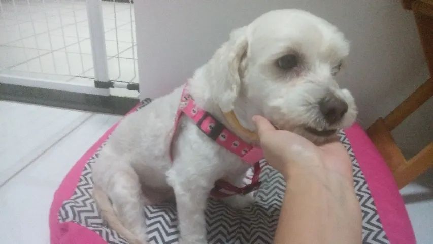 Cachorrinha para adoção  - Foto 4