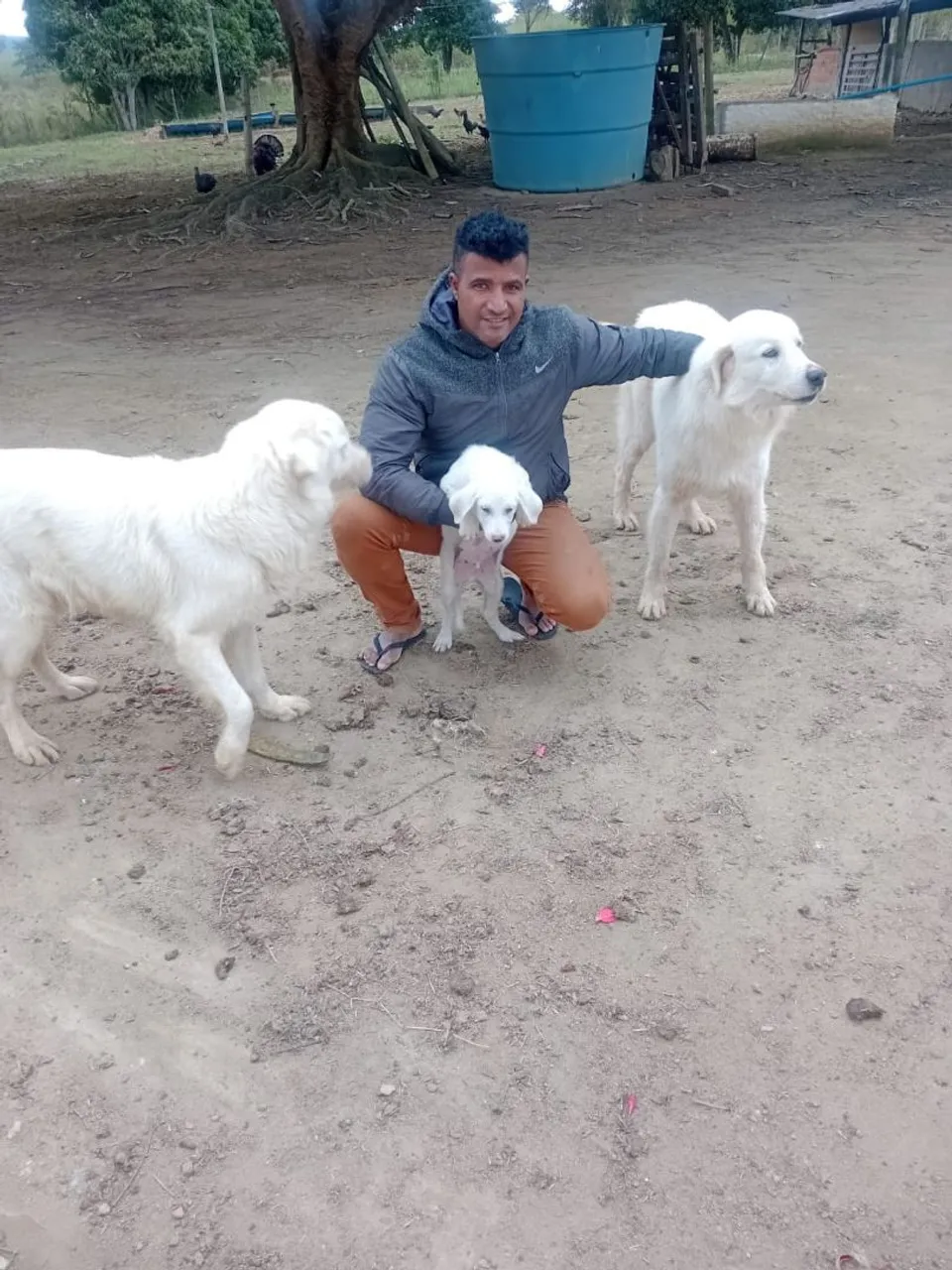Cão pasto maremano 4 mês