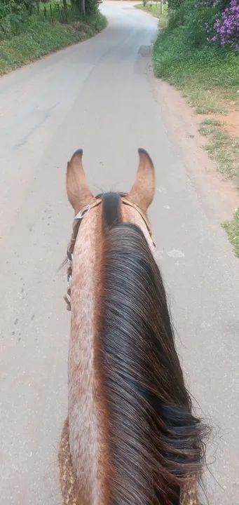 Cavalo rosilho diferenciado  - Foto 5