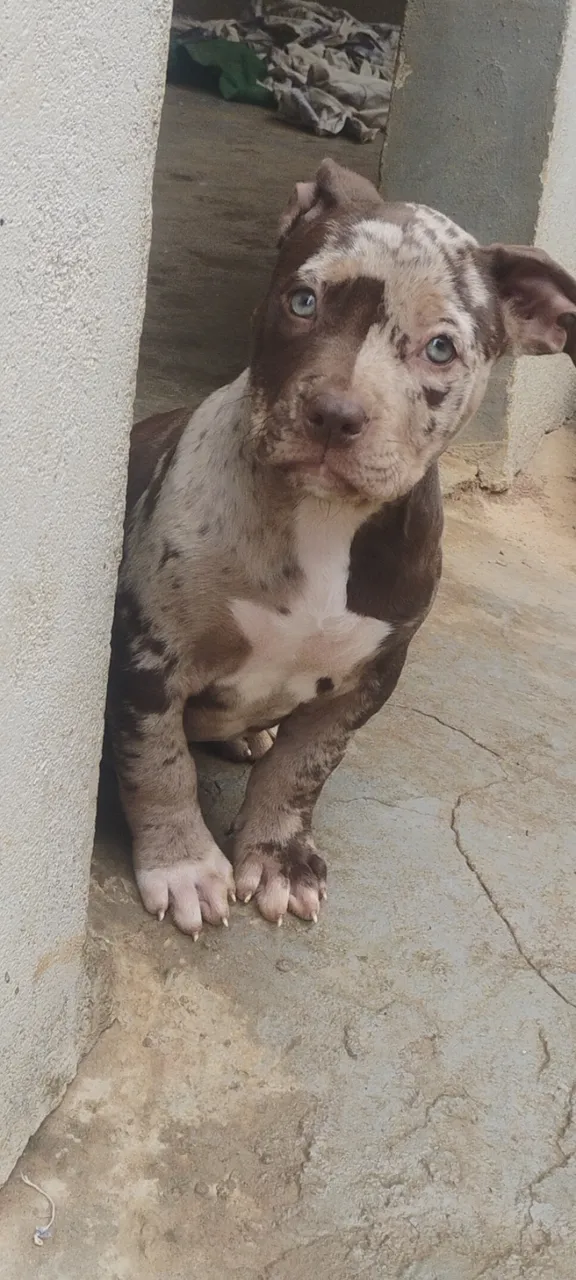 Filhote fêmea de pitmonster Brazilian Bull olhos azuis
