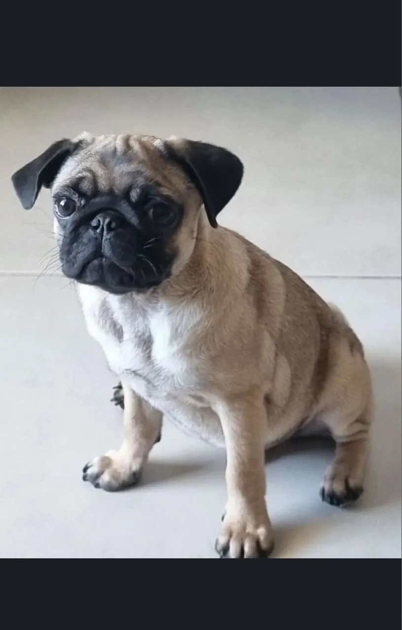 Pug filhote