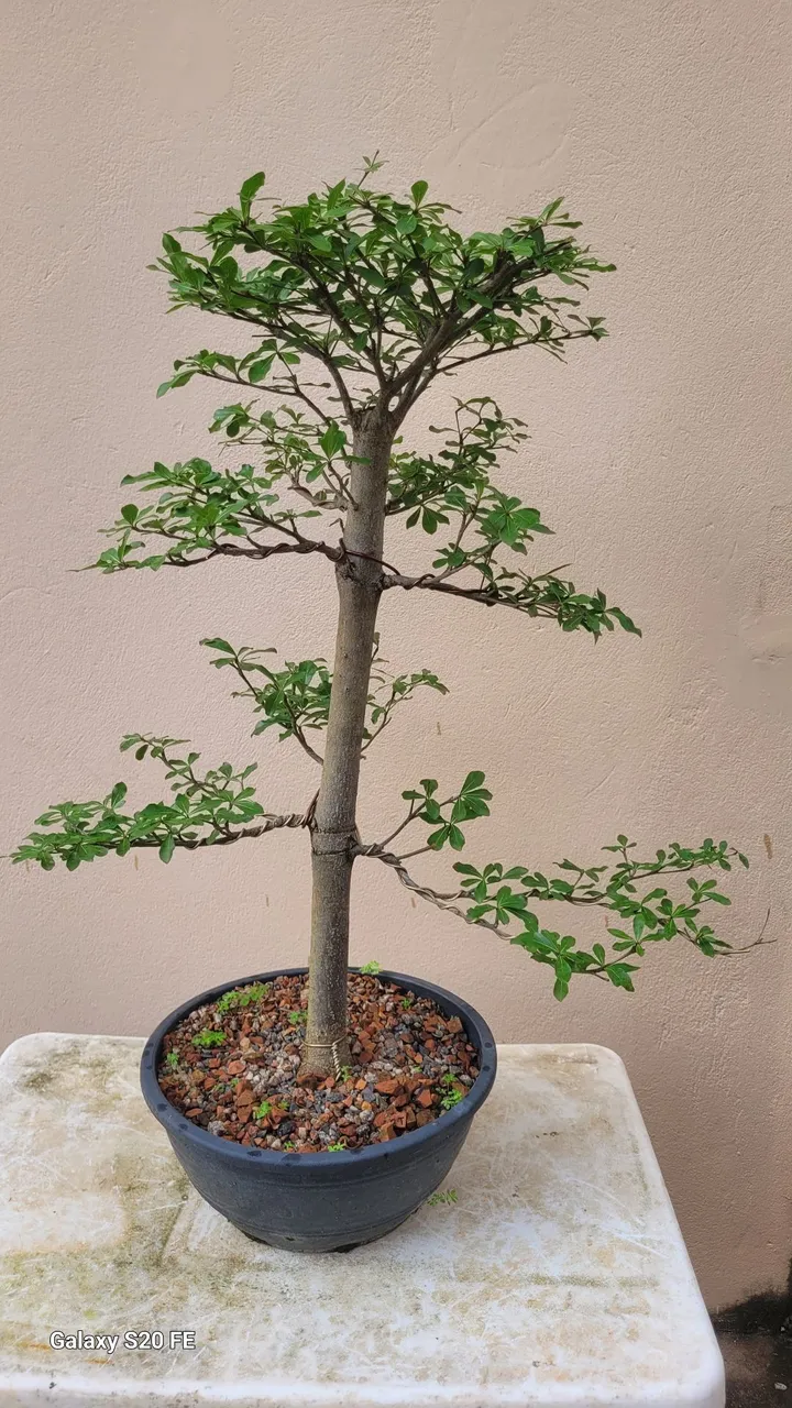 Bonsai de planta ornamental