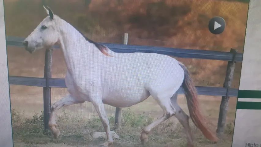 Barbada... Éguas Mangalarga Marchador, puro sangue e alta genética-Parcelamos. - Foto 5