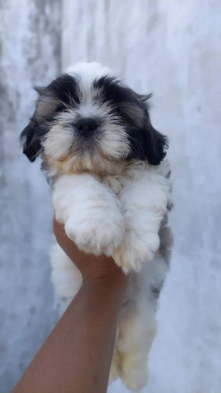 SHIH TZU MACHO TRICOLOR 