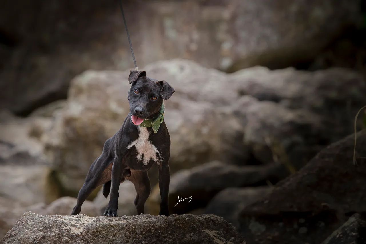 Patterdale Terrier Companheiro e Caçador  - Foto 3