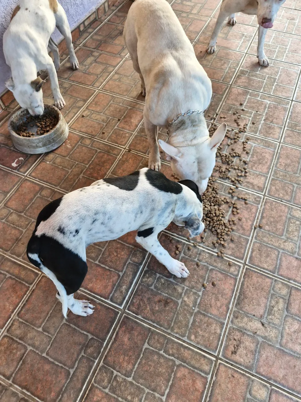 Filhotes de Bull Terrier disponíveis para adoção
