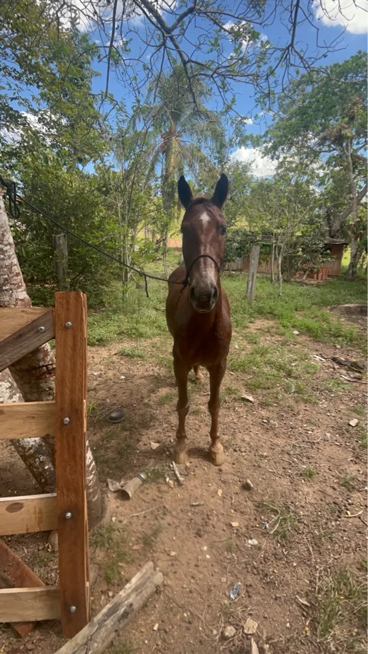 Cavalo bom para trabalho, 3.000 ou 2.500 no pix