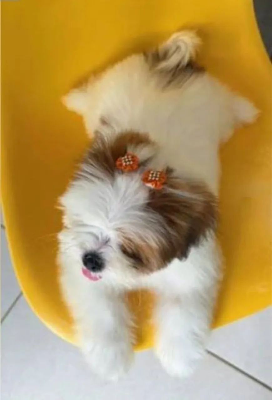 Shih Tzu fêmea Mini - Foto 3