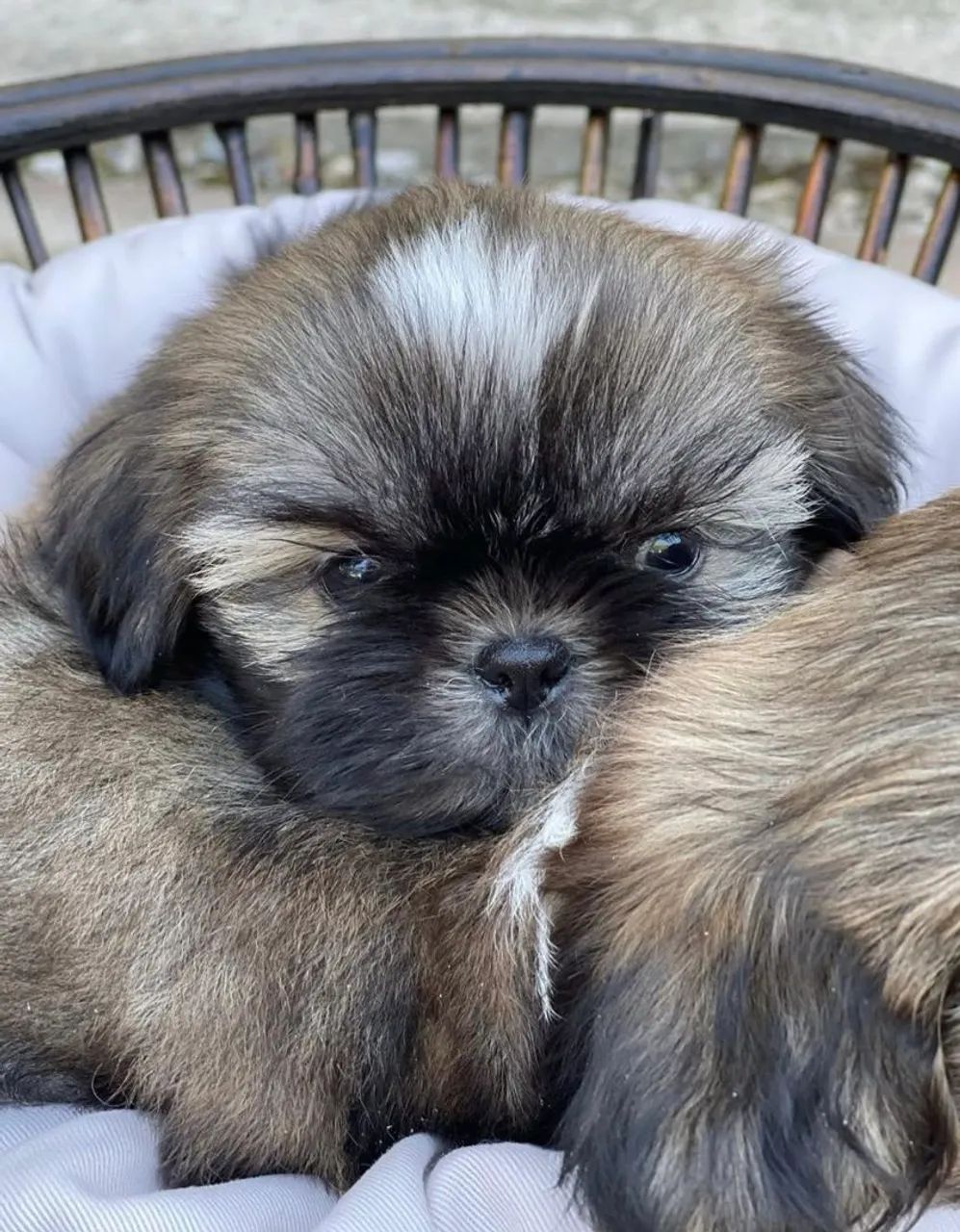 Filhote de Shih Tzu lindo - Foto 6