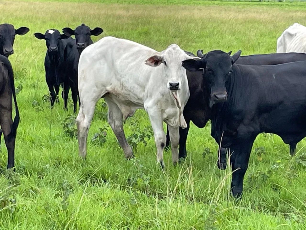 Fazenda 911 Hectares,=376,44 alqueires em Guiratinga Urgente