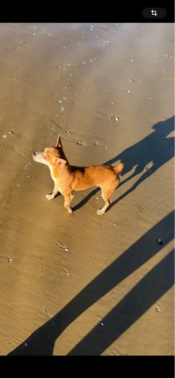 Cachorro Pinscher