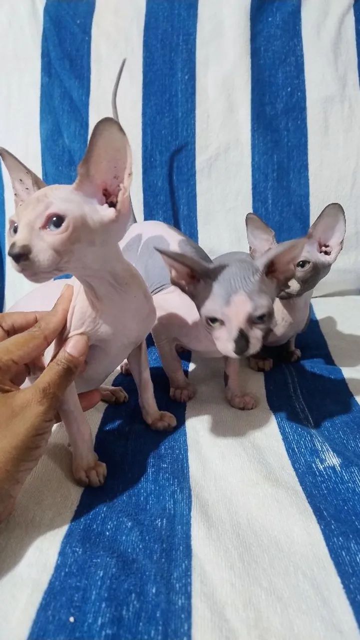 3 lindas sphynx 