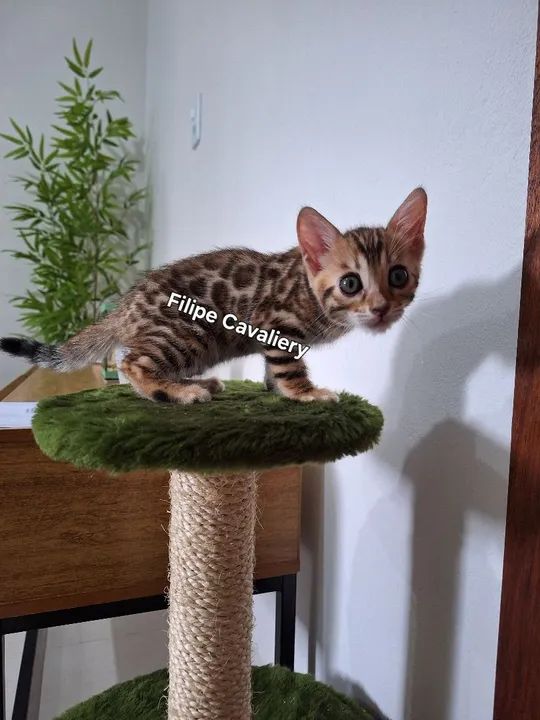 Bengal Cat/ Gato Bengal