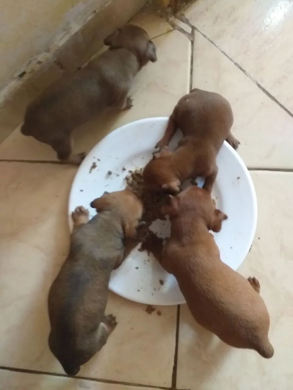 Vendo 3 filhotes de pinscher 01 - Foto 2