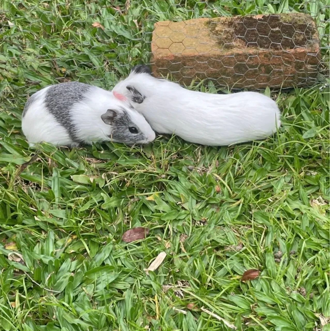 Porquinho da índia  - Foto 4