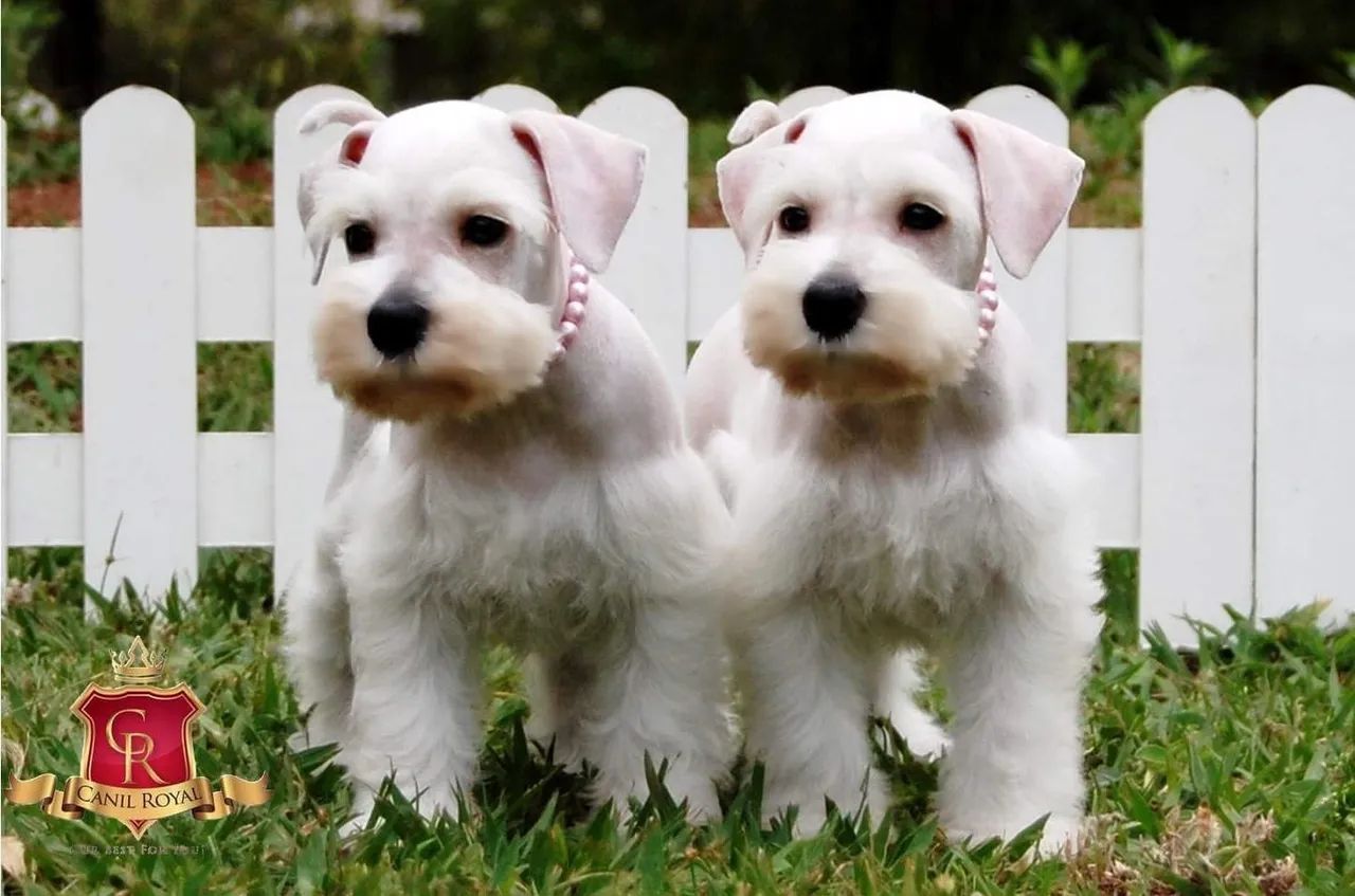 Schnauzer  - Foto 2