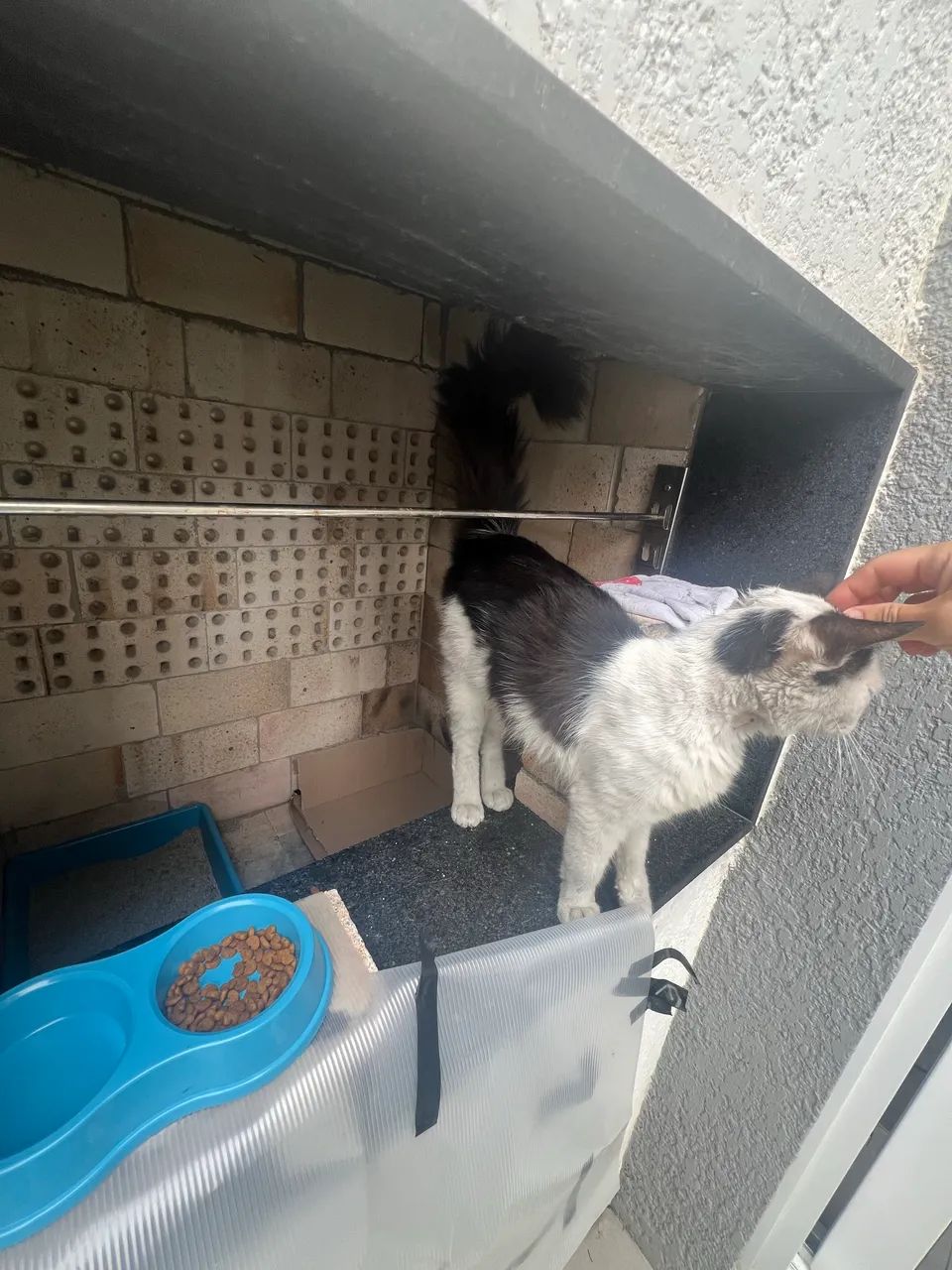 Gato disponivel para adoção - Foto 3