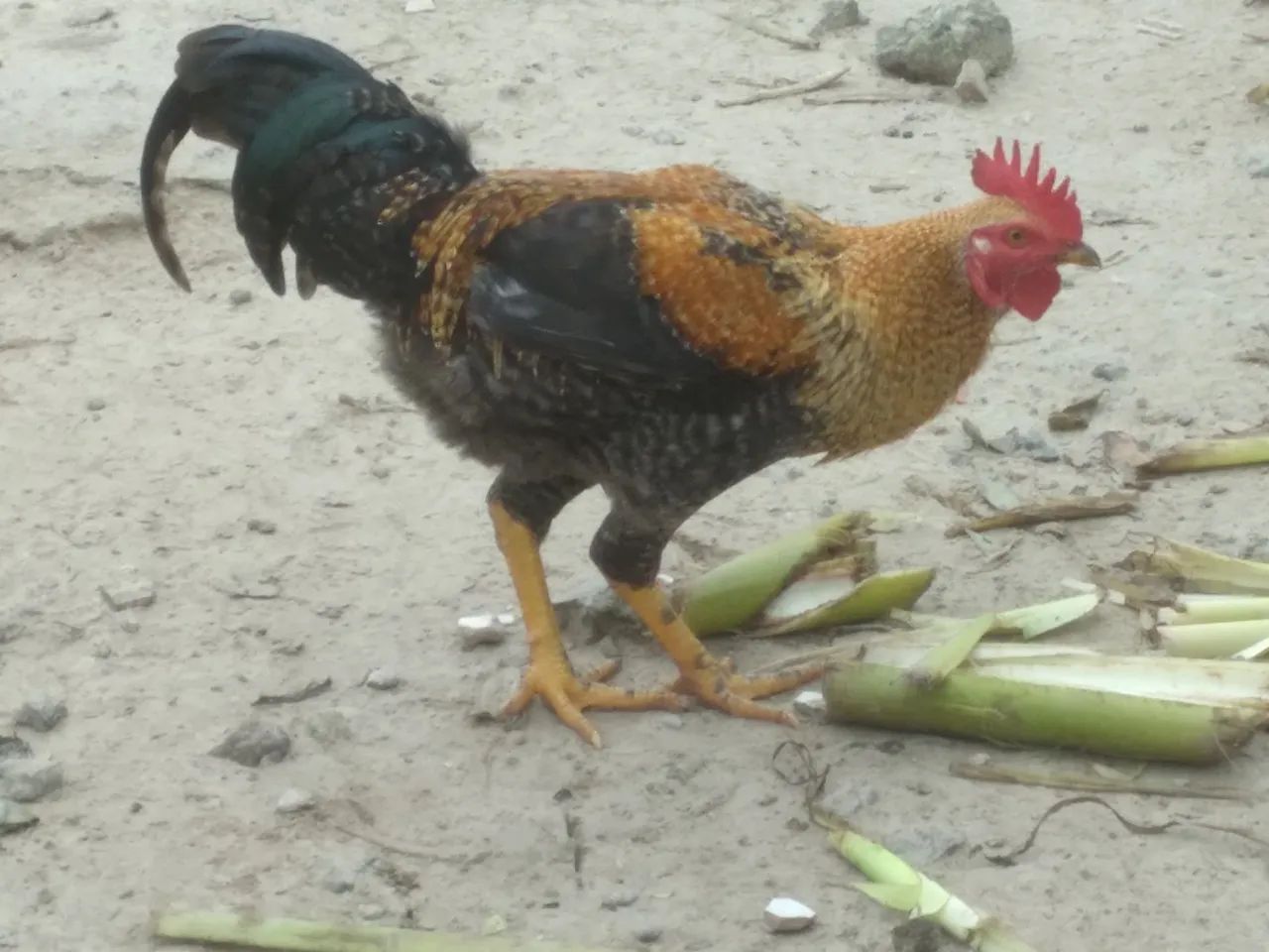 Galo dourado bonito e saudável para venda - Foto 4