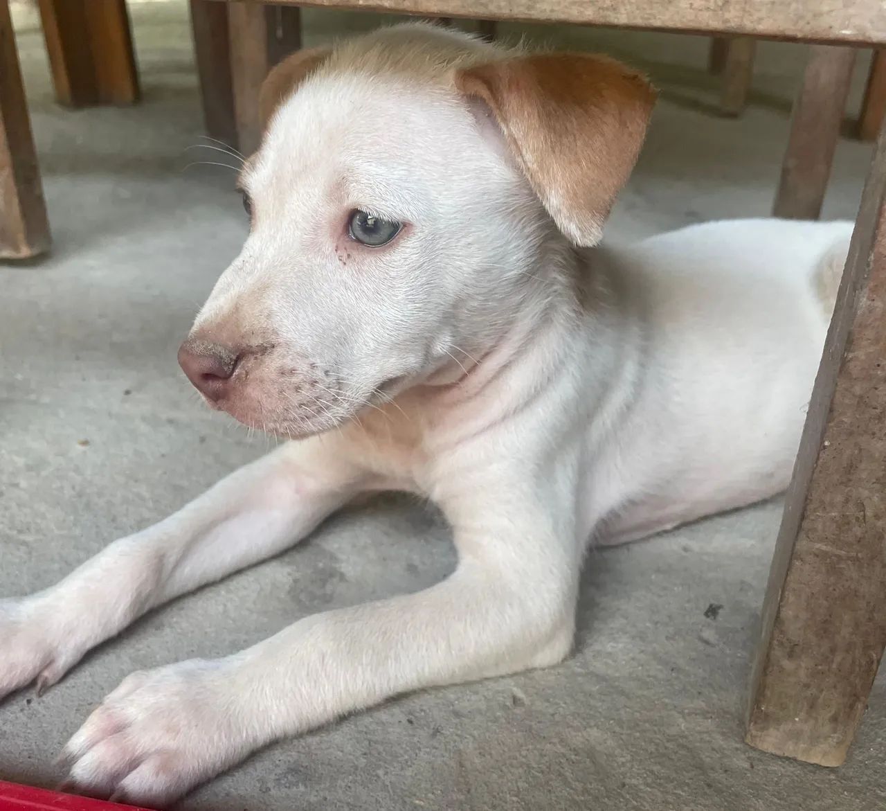Cachorrinha pra doação Pitbull misturada com vira lata 
