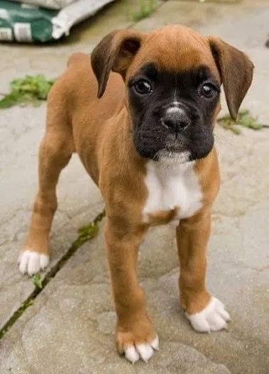 Boxer já adestrados 