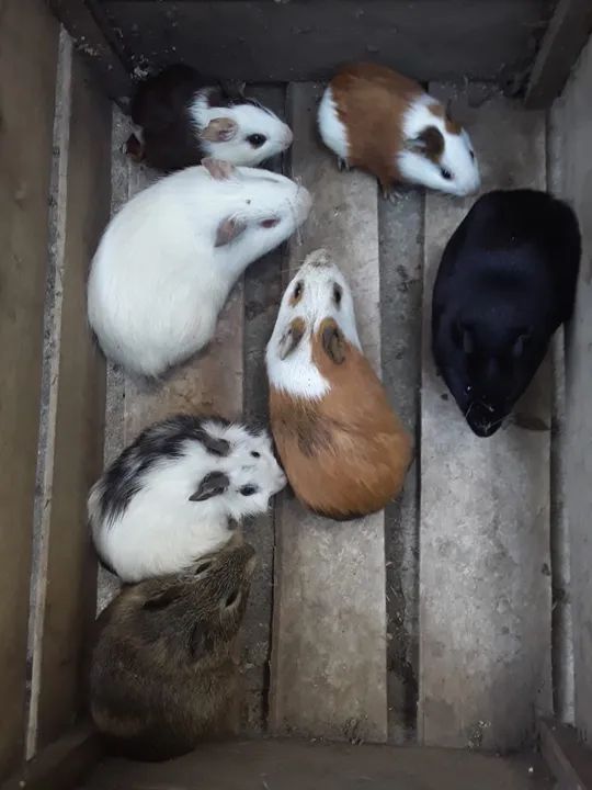 Porquinhos da índia 