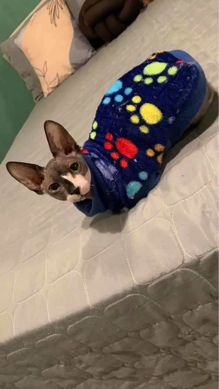 Sphynx 
