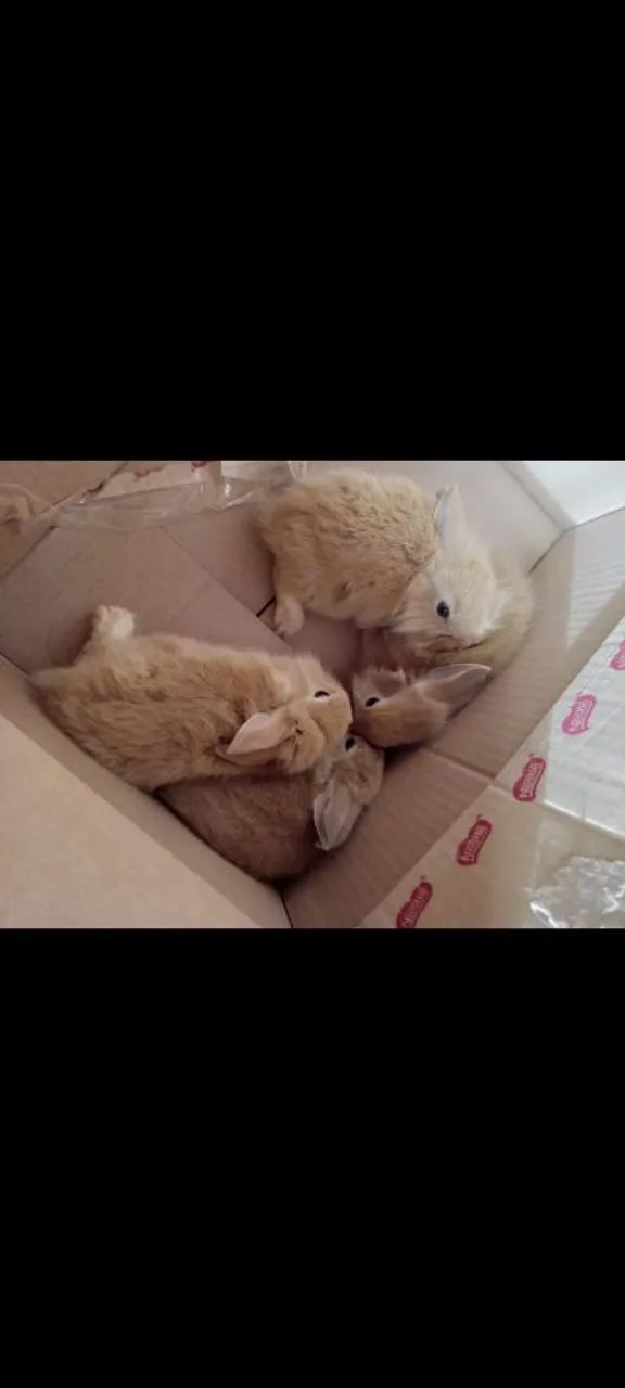 Coelhos Mini Lion  - Foto 3