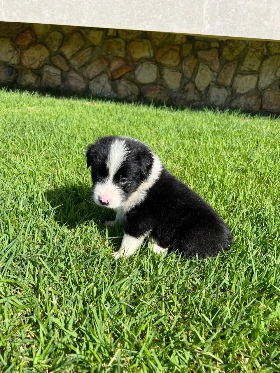 Border Collie c/ Pedigree CBKC - Foto 2