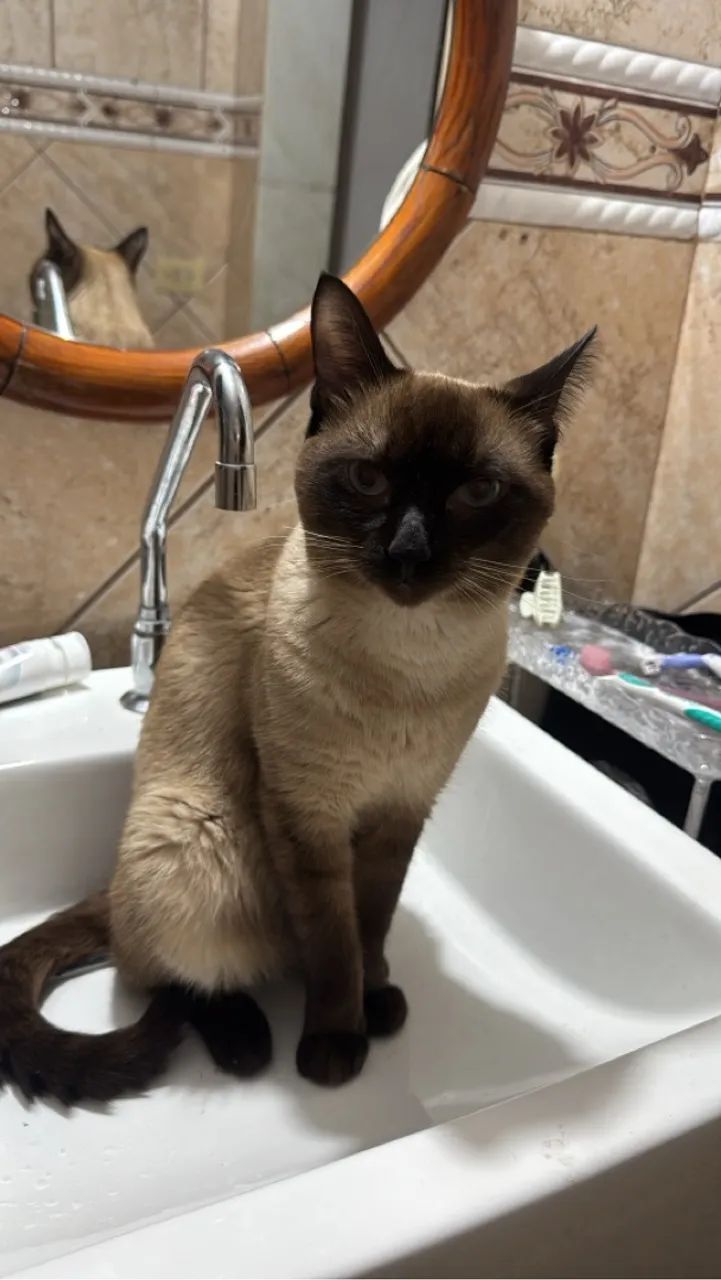 Gatinho Siamês para Adoção - Foto 2