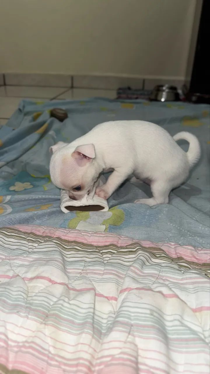Filhotes Chihuahua com Pedigree - 1 Fêmea e 3 Machos Disponíveis