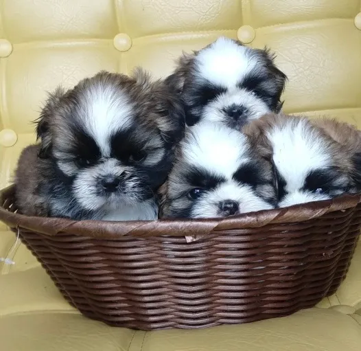 Filhotes de Shih Tzu disponíveis