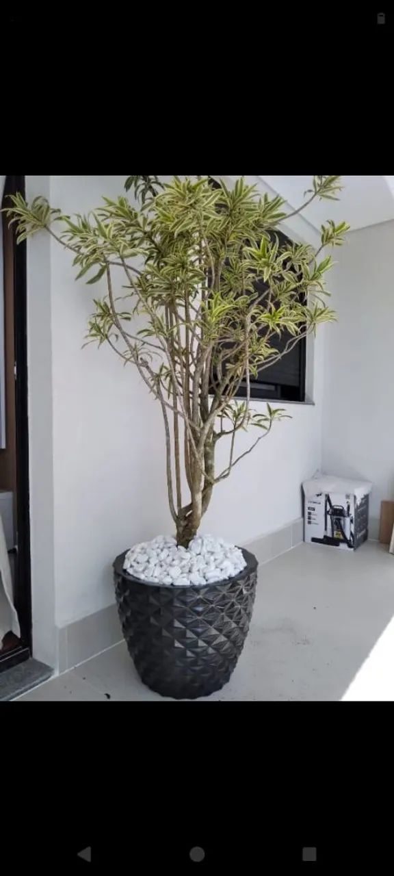 Planta pleomele Variegata em Vaso 1.70 altura