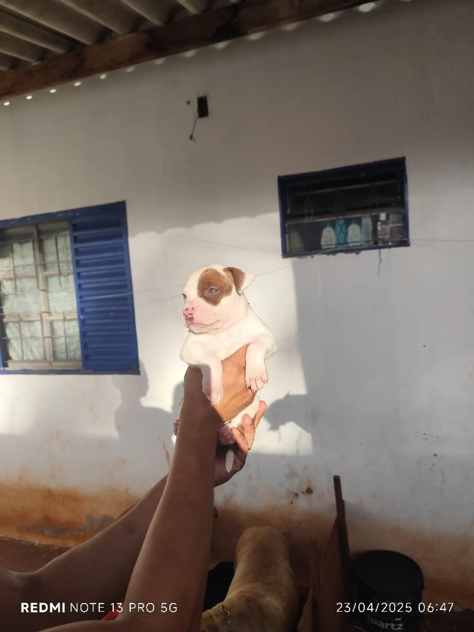 Filhote Pitbull