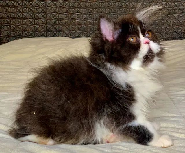 Show de Gata persa Femea filhote bicolor extremada Super peluda 3 Meses  linda. - Foto 5