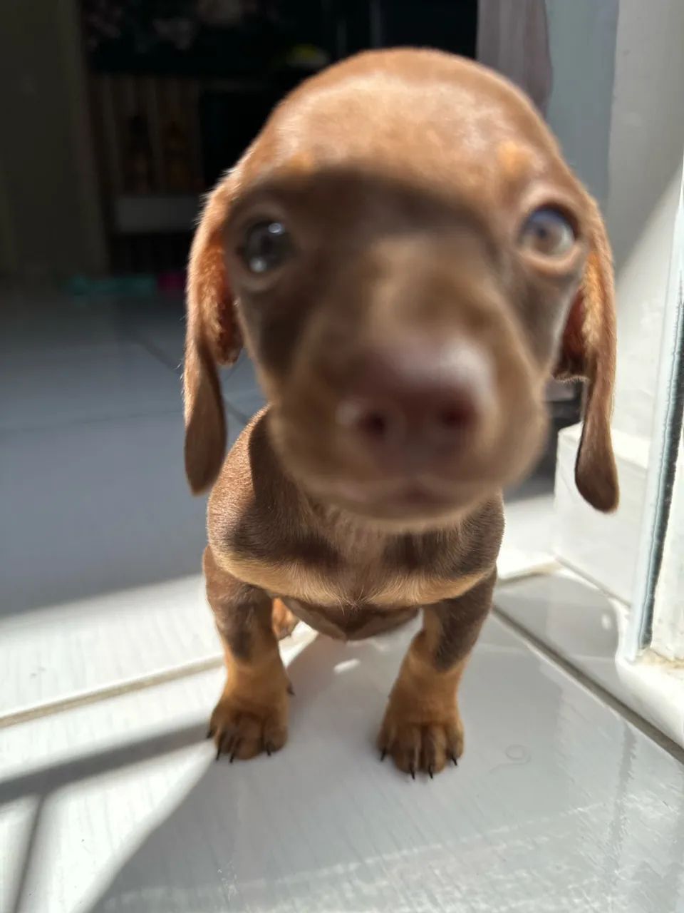 Fêmea Daschsund miniatura chocolate  - Foto 2