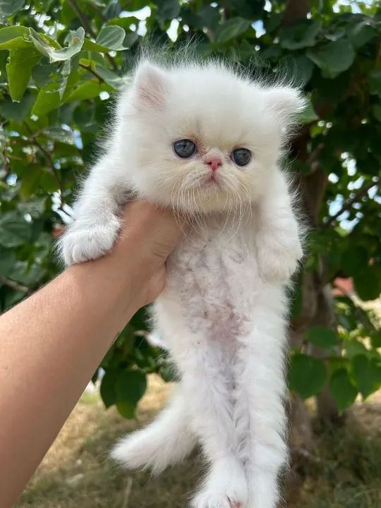 Gatos Persa, vacinados e vermifugados