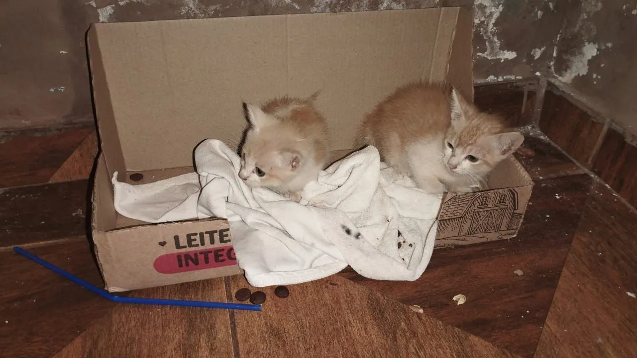 Doação de das gatinhas