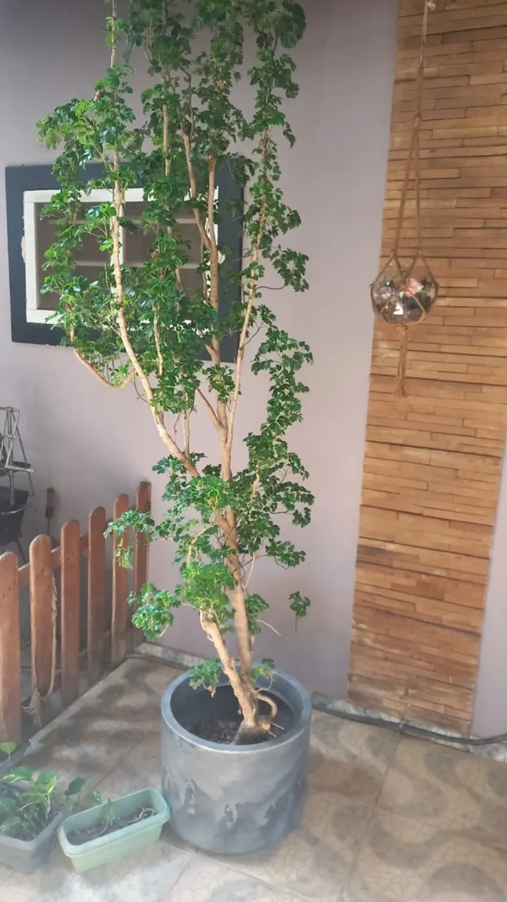 Planta ornamental