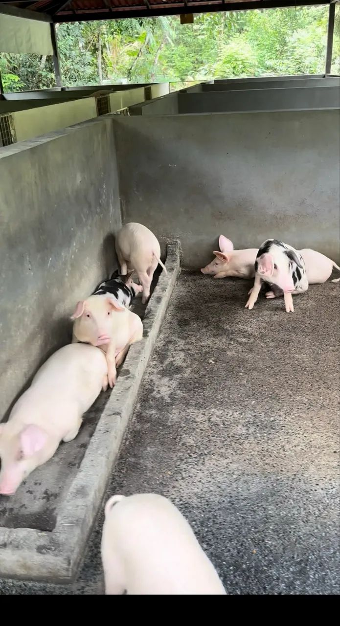 Vende-se sítio - 150m x 700m  - Foto 2