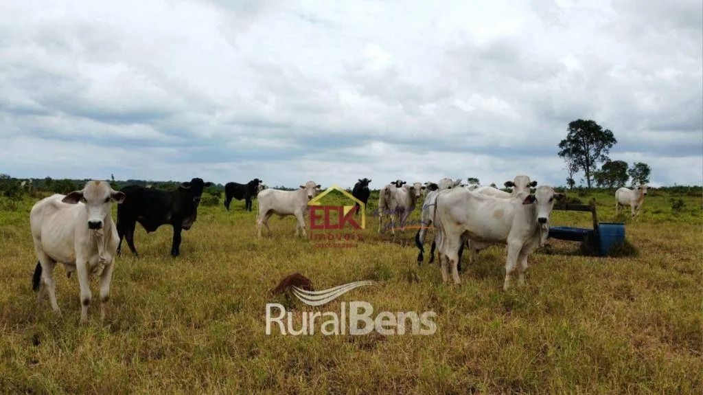 Fazenda com 5 dormitórios à venda, 11186200 m² por R$ 22.000.000,00 - Centro - Camapuã/MS - Foto 5