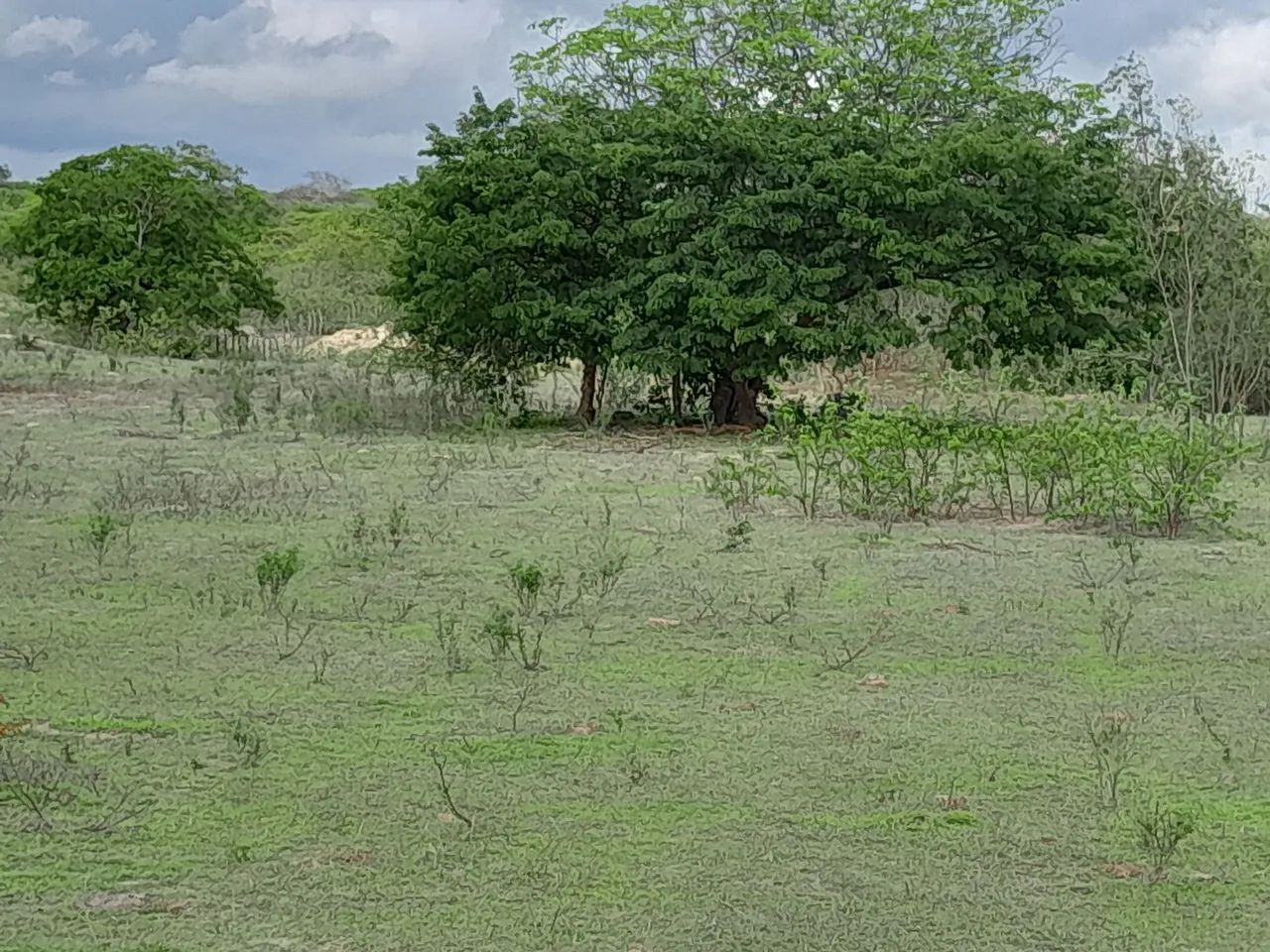 vende-se um sítio  com três  hectares  - Foto 2