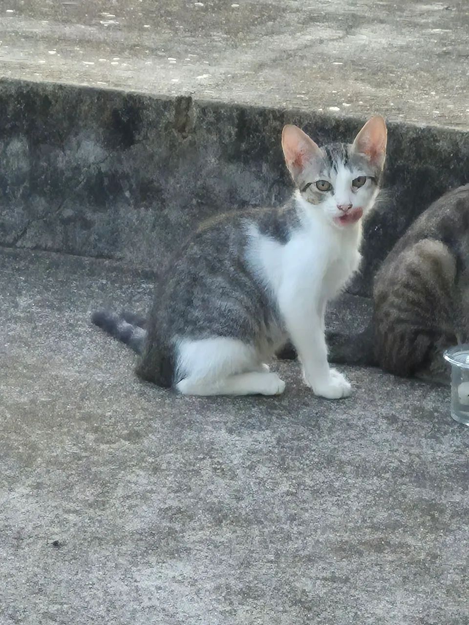 Gatos filhotes para doação  - Foto 2