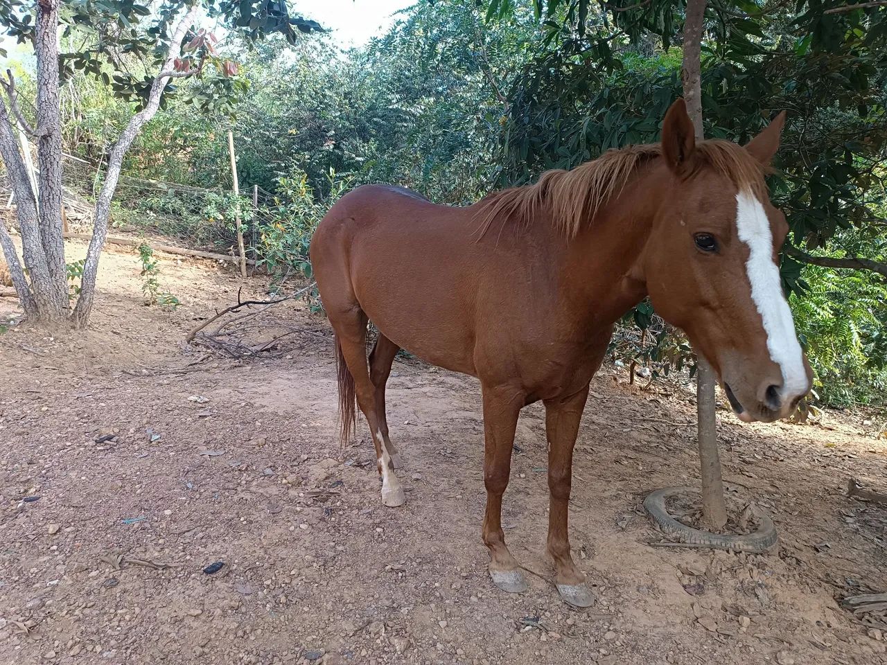 Égua castanho com mancha branca, 3.300.00 com uma cela australiana completa