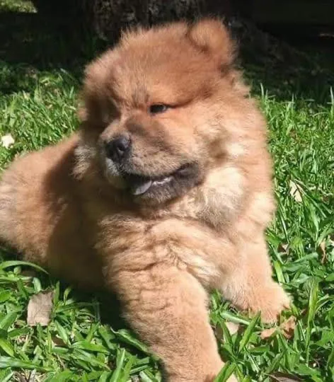 Filhote Chow Chow cores maravilhoso disponíveis