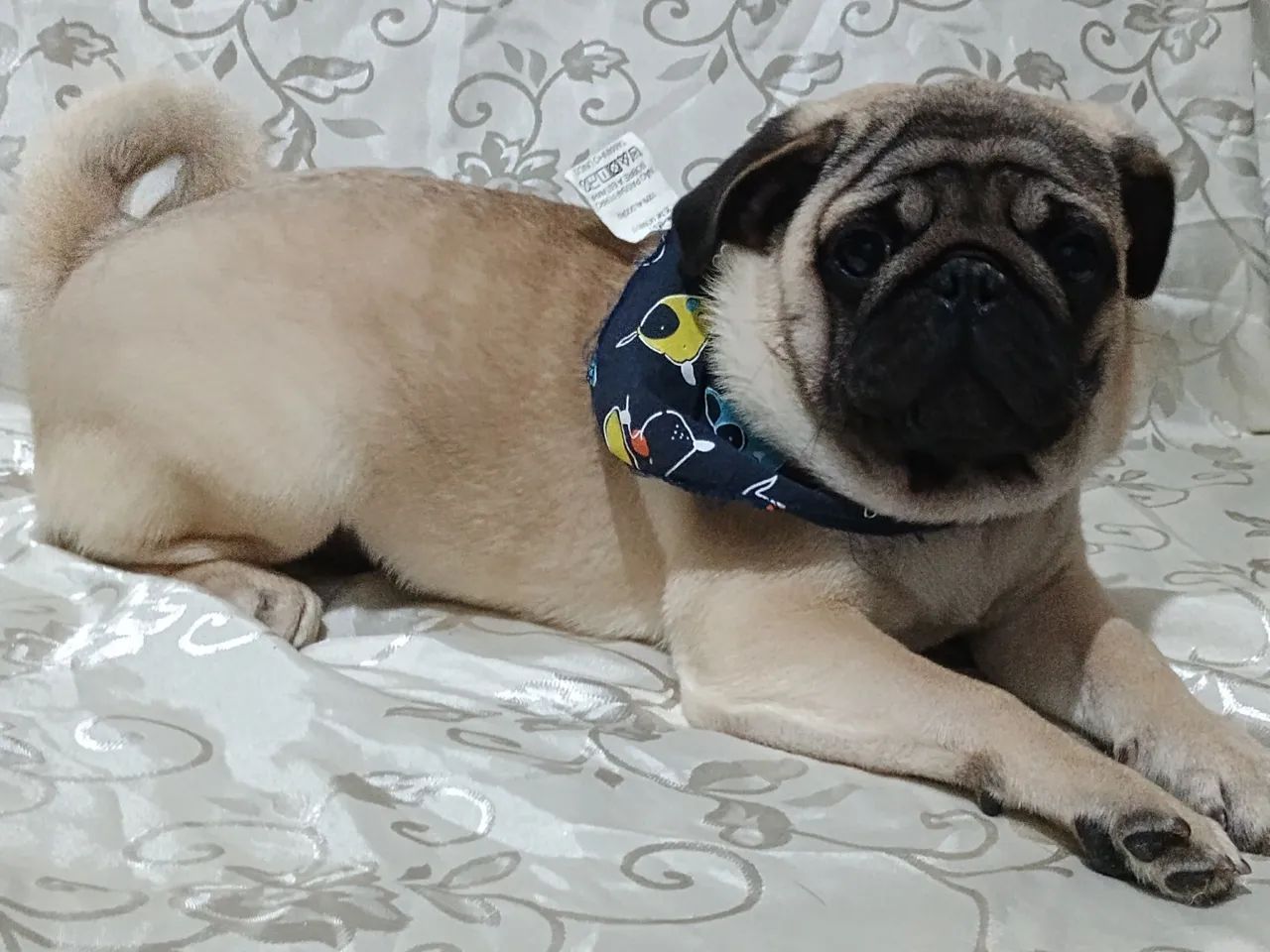 Pug macho 4 meses com todas vacinas em dia - Foto 2