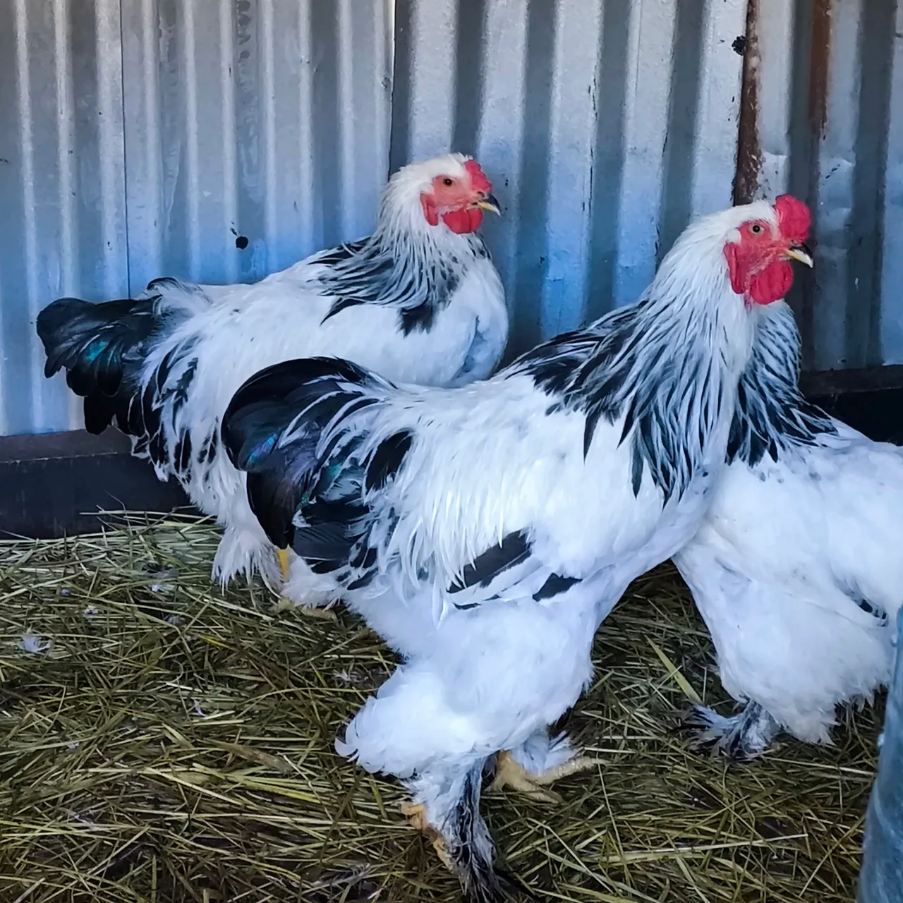 Galinhas Brahma Gigantes - Linhagem Pura