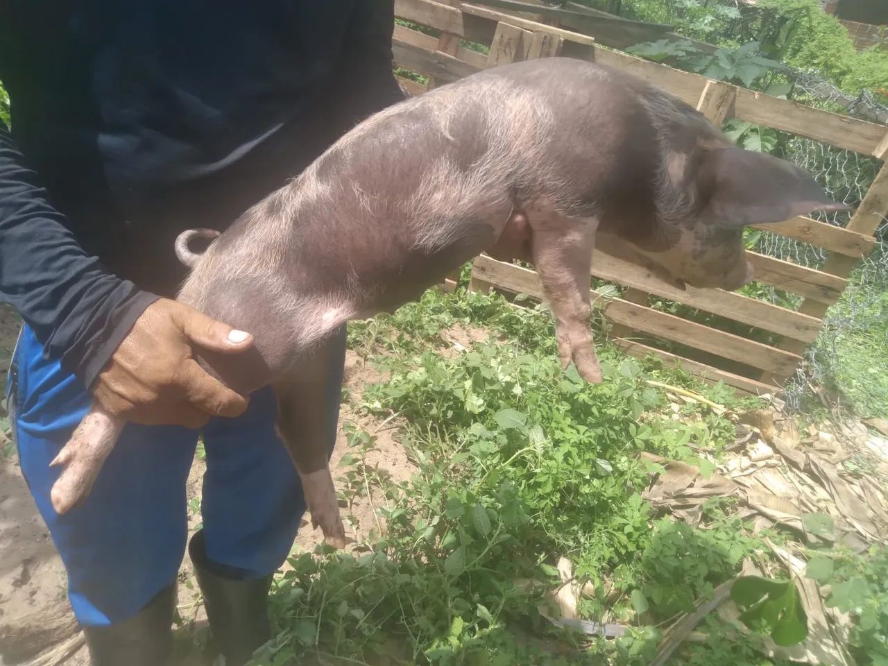  porco novo  - Foto 4