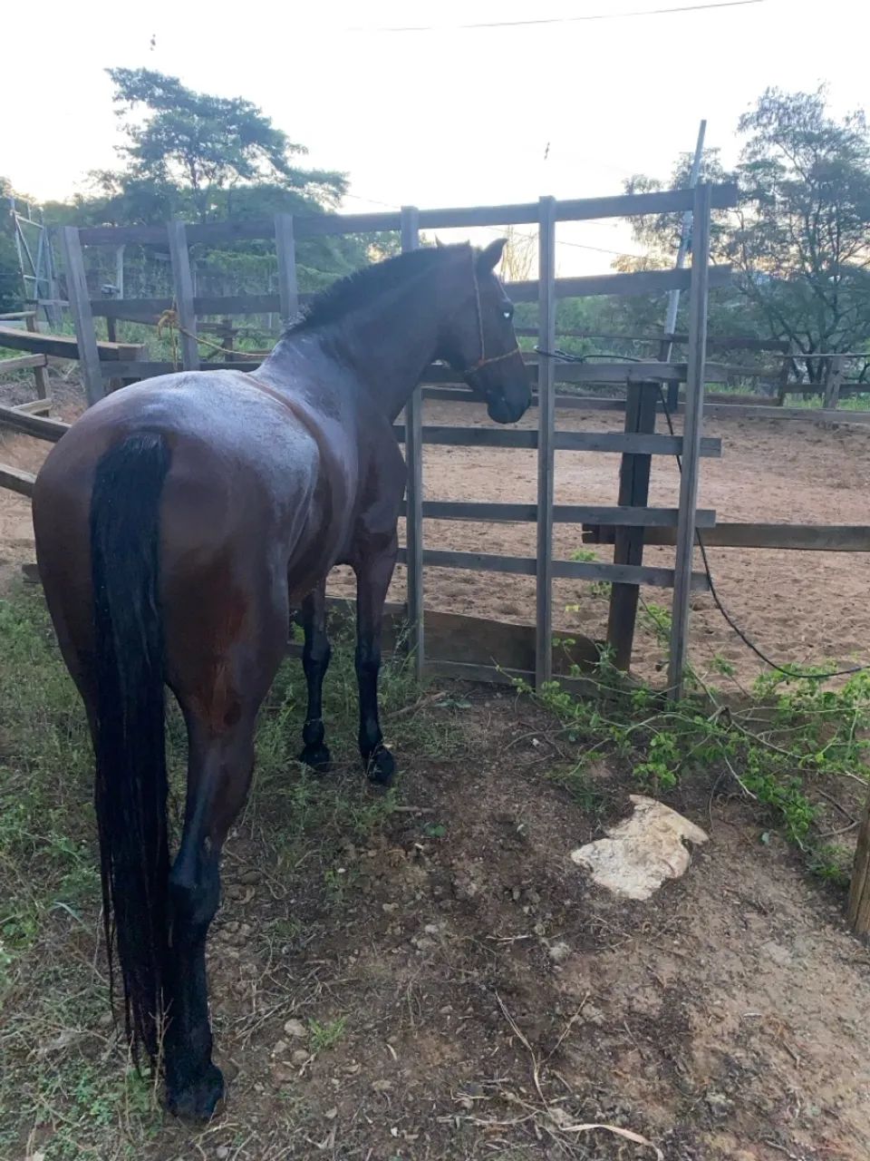 Égua Mangalarga Marchador - Foto 4