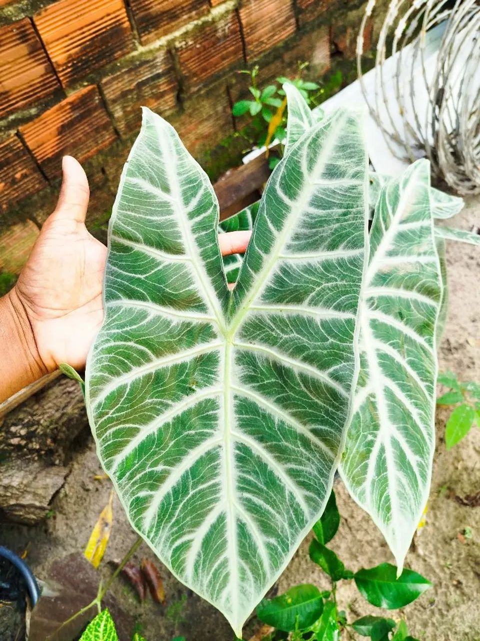 Planta Alocasia Polly com folhas incríveis